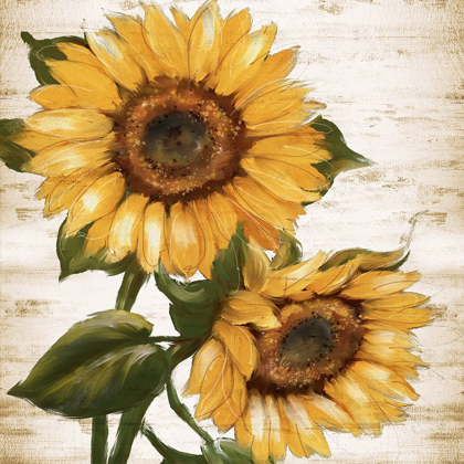Picture of SUNFLOWER SUMMER II