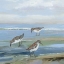 Picture of SEABIRD BEACH I