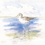 Picture of SKETCHY SHORE BIRDS II