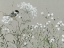 Picture of BOUQUET OF GRACE MEADOW I