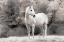 Picture of WHITE MARE