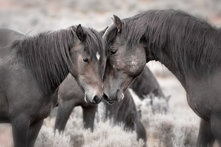 Picture of WILD HORSES