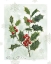 Picture of BOTANICAL HOLLY BERRY