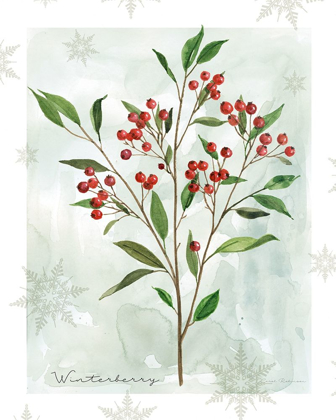Picture of BOTANICAL WINTERBERRY