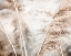 Picture of SOFT PAMPAS BREEZE