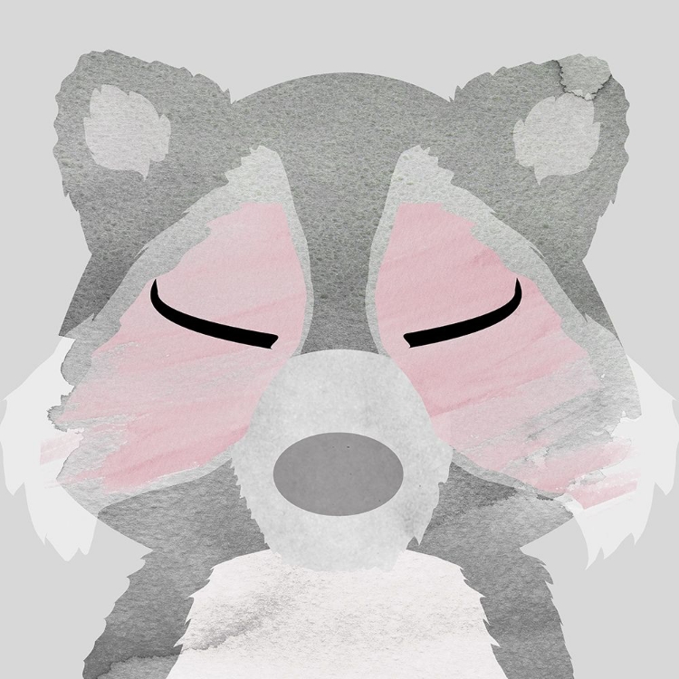 Picture of RACCOON