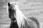 Picture of ISLANDIC HORSE
