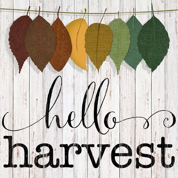 Picture of HELLO HARVEST