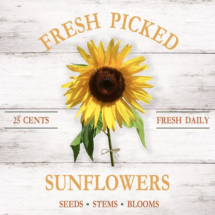 Picture of FRESH PICKED SUNFLOWERS