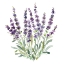 Picture of LAVENDER BOTANICAL II