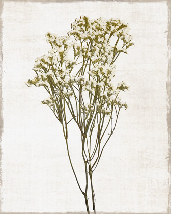 Picture of FARMHOUSE PRESSED FLOWER II