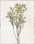 Picture of FARMHOUSE PRESSED FLOWER II