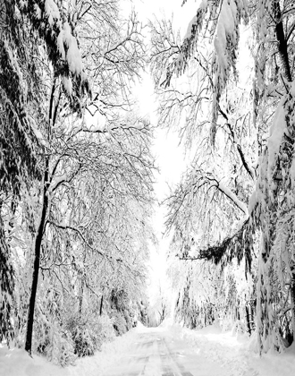 Picture of WINTERY DREAMS PATH