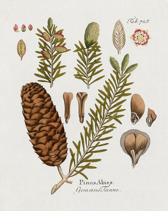 Picture of BOTANICAL FIR