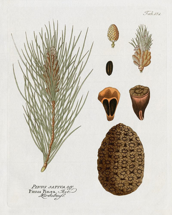 Picture of BOTANICAL PINE