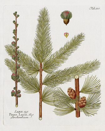Picture of BOTANICAL LARCH
