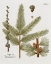 Picture of BOTANICAL LARCH