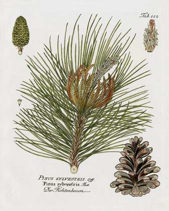 Picture of BOTANICAL SPRUCE