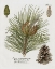 Picture of BOTANICAL SPRUCE
