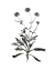 Picture of INKY BOTANICAL I