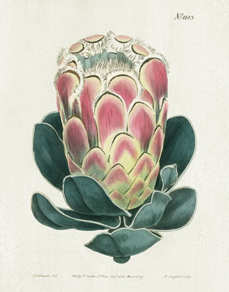 Picture of PROTEA N83