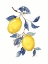Picture of ODYSSEY LEMONS II