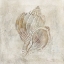 Picture of SEASHELL ILLUSION III