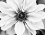 Picture of HELLO DAISY