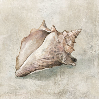 Picture of SEASHELL TEXTURES II