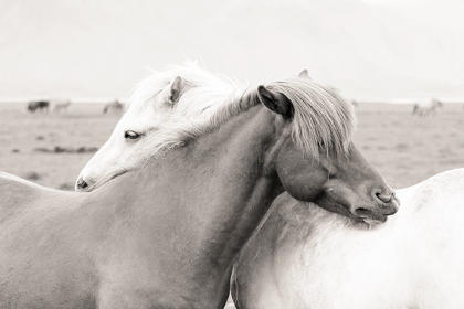 Picture of ICELANDIC MEADOW HORSES