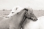 Picture of ICELANDIC MEADOW HORSES