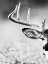 Picture of WHITE TAILED ANTLERS