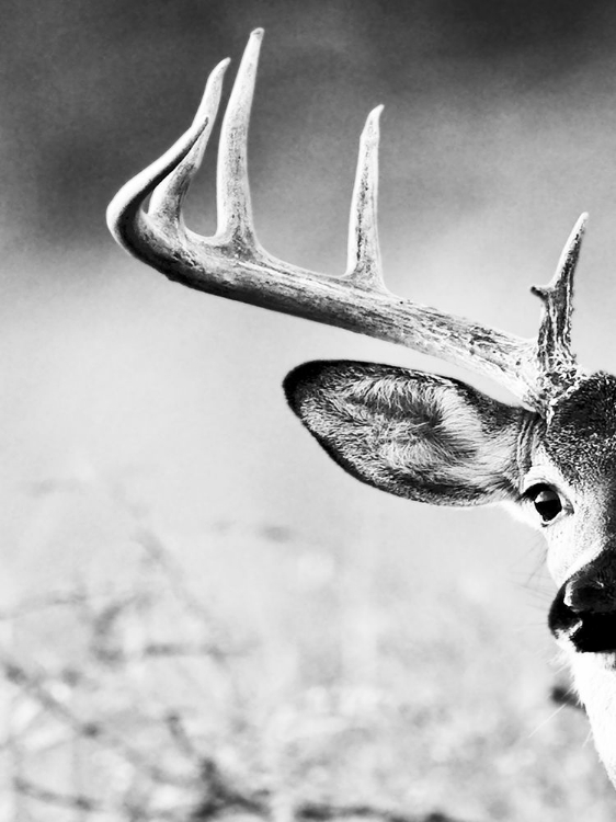 Picture of WHITE TAILED ANTLERS