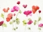 Picture of WATERY COSMOS II