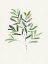 Picture of BREATH OF SPRING I