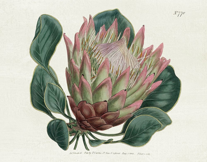 Picture of PROTEA N70