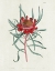 Picture of PROTEA N94