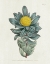 Picture of PROTEA N78