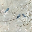 Picture of BLUE BIRD MELODY