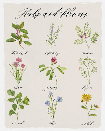 Picture of HERBS AND FLOWERS