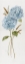 Picture of PETITE BLUE HYDRANGEA I