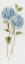 Picture of PETITE BLUE HYDRANGEA II