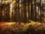 Picture of PAINTING OF A FOREST