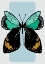 Picture of BUTTERFLY