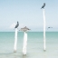 Picture of SENTRIES