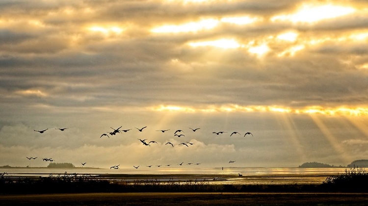 Picture of SUNRISE ON THE ESTUARY