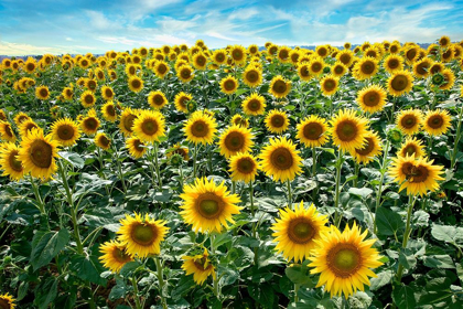 Picture of COTONA SUNFLOWERS #1