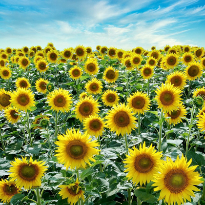 Picture of CORTONA SUNFLOWERS #2