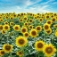 Picture of CORTONA SUNFLOWERS #2