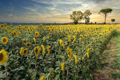 Picture of COTONA SUNFLOWERS #3